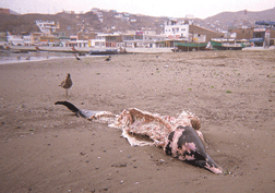 A butchered dolphin.
