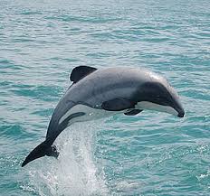 Maui's dolphin
